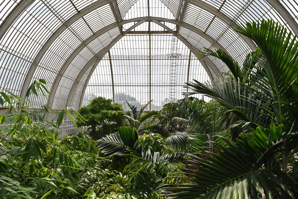Palm House Canopy from Upstairs Walkway